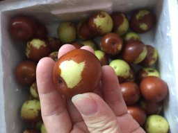 亞馬遜:商品評論: 秋里紅 黃驊鮮冬棗5斤 保鮮盒裝 黃驊孔店冬棗示范基地 現摘現發(當天下單,通常第二天采摘、發貨)