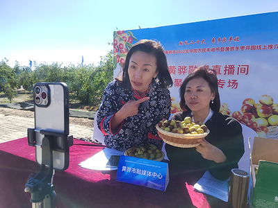 河北黃驊 古貢棗園話豐收，特色農(nóng)業(yè)促振興