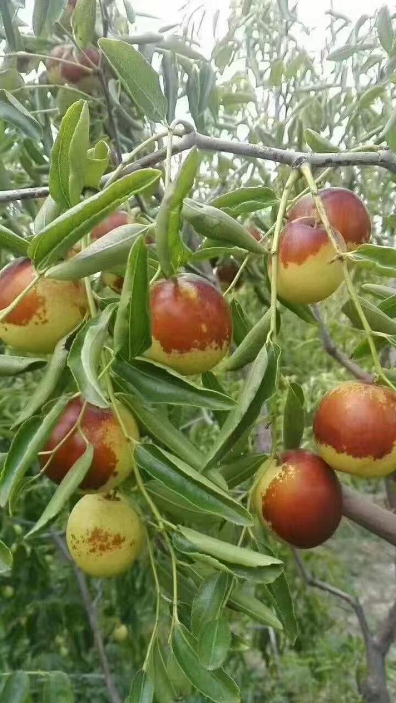 滄州黃驊冬棗 一口咬下，滿嘴的清甜與實力